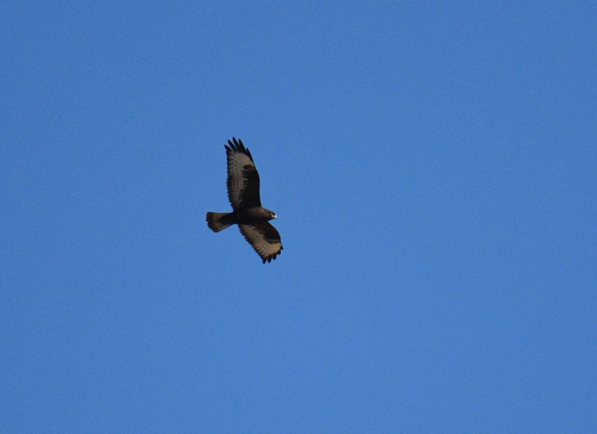 Rough-legged Hawk - ML187557101