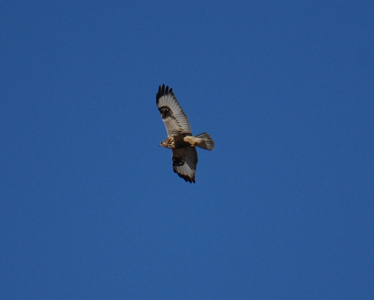 Rough-legged Hawk - ML187557171