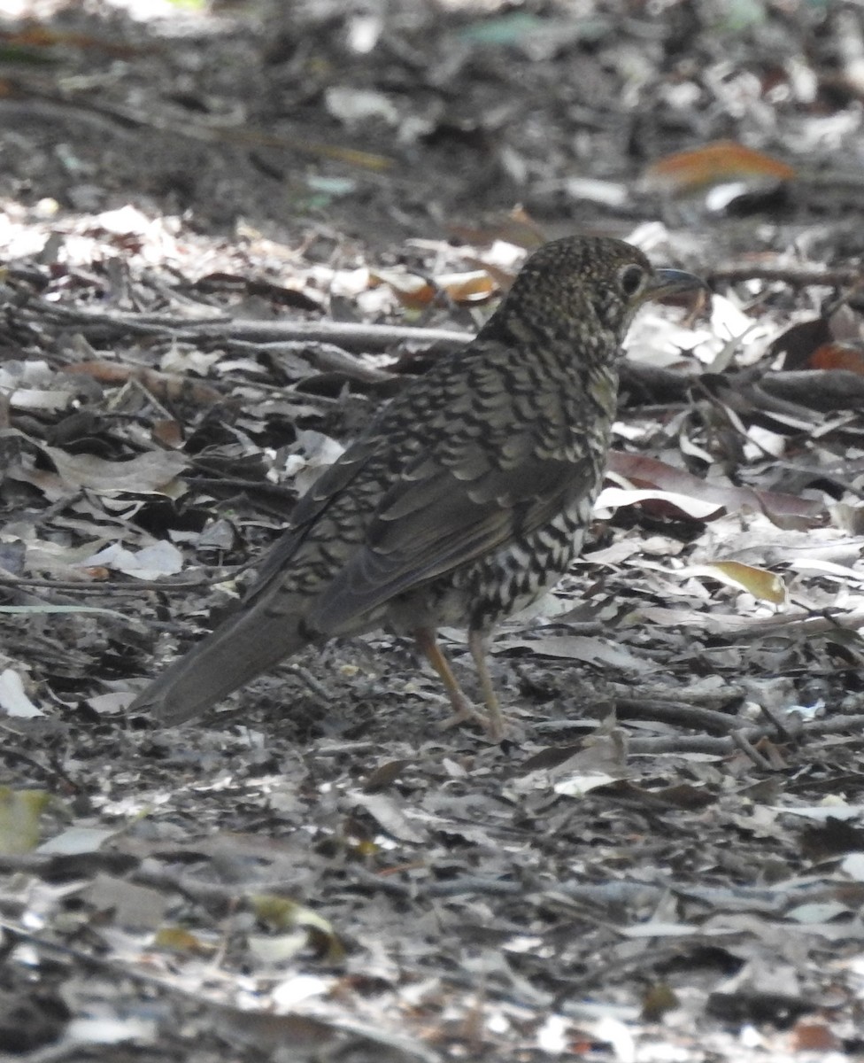 Bassian Thrush - ML187557321