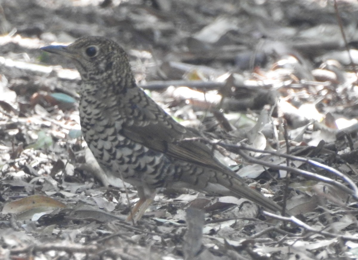 Bassian Thrush - ML187557331