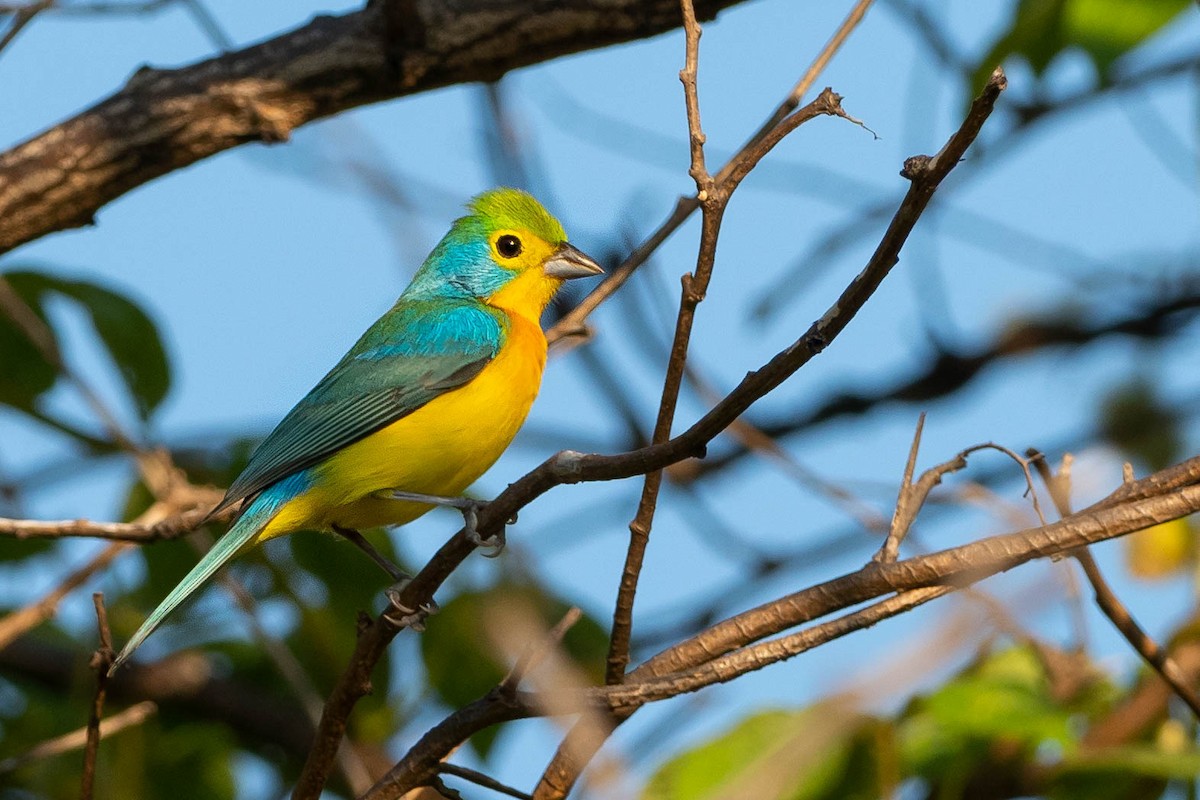 Orange-breasted Bunting - ML187557441