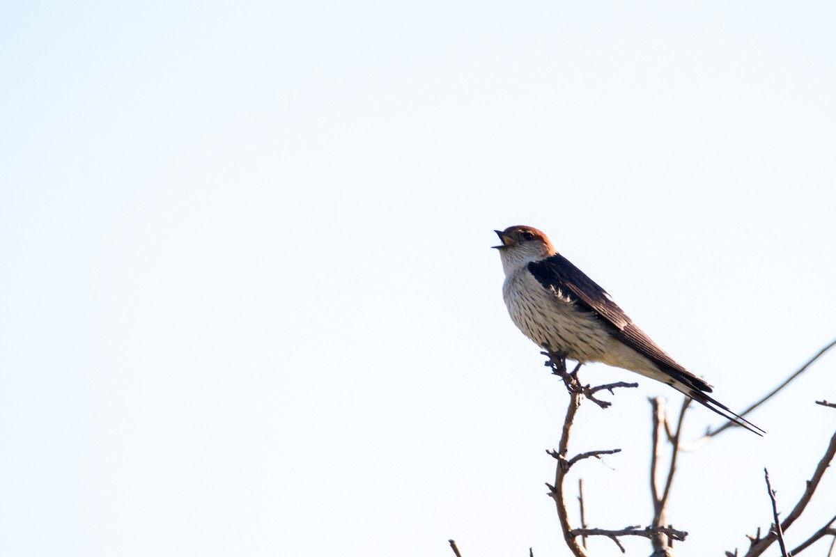 Greater Striped Swallow - ML187559421