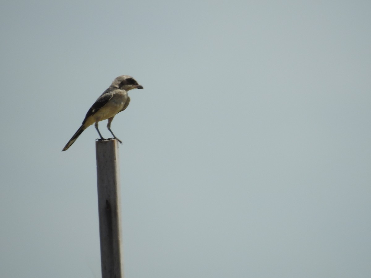 Loggerhead Shrike - Rachel Stringham