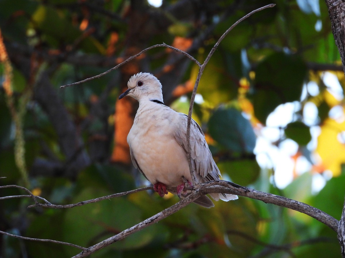 Eurasian Collared-Dove - ML187561501