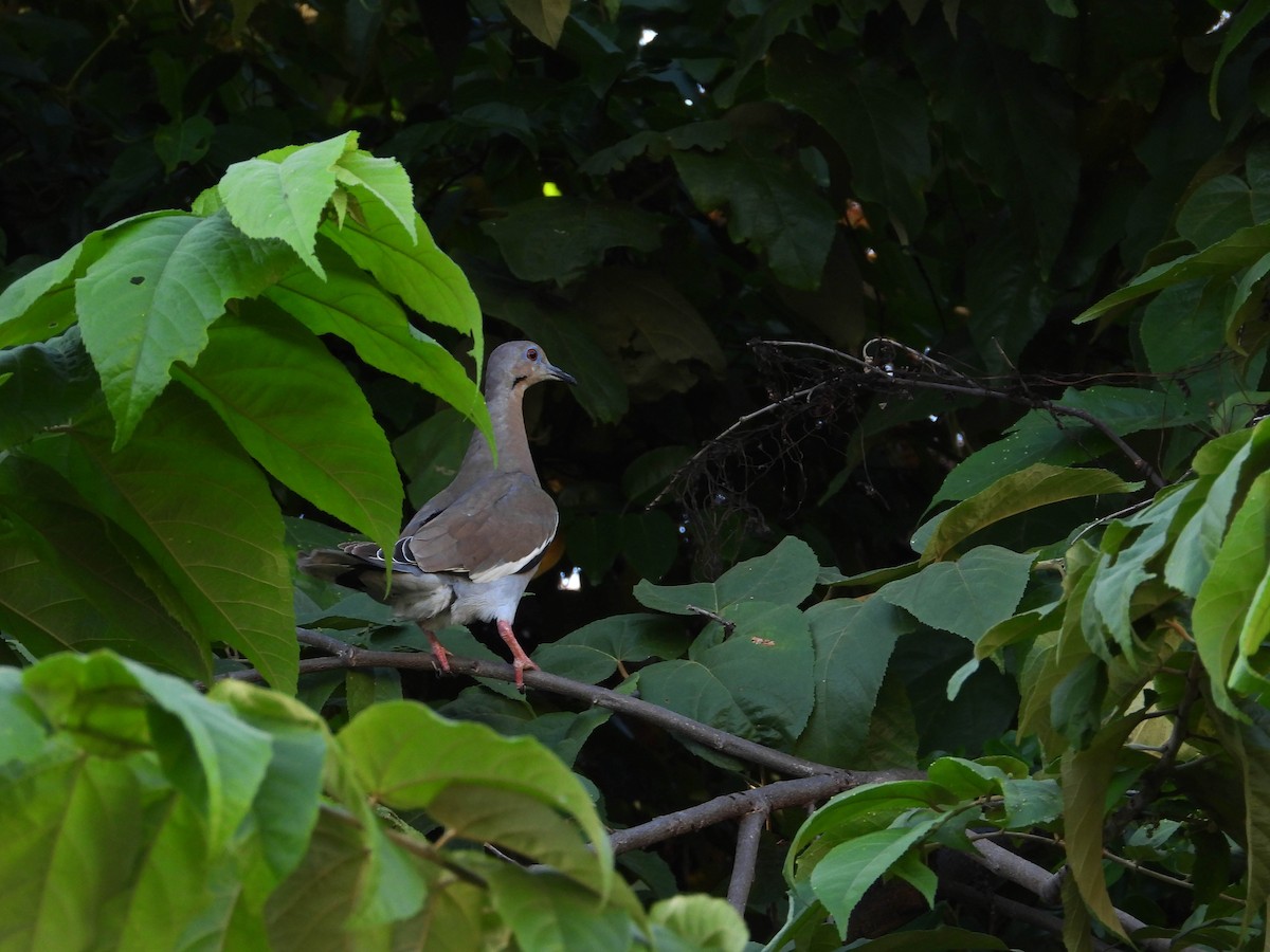 White-winged Dove - ML187561761