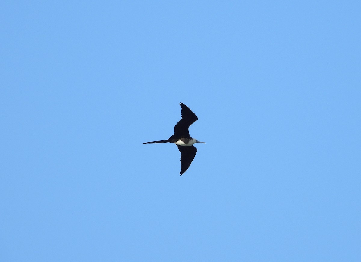 Magnificent Frigatebird - ML187562221