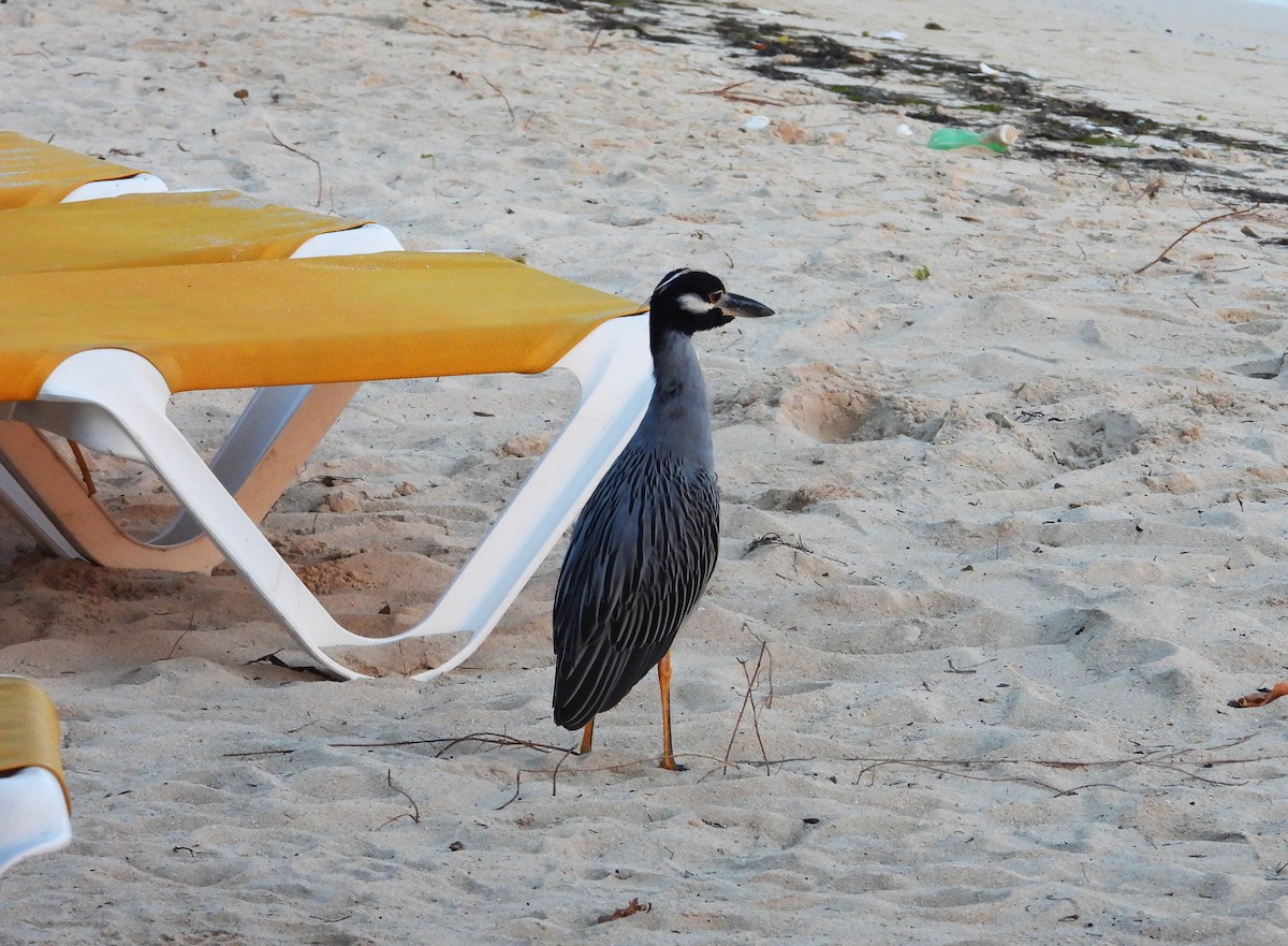 Yellow-crowned Night Heron - ML187563371