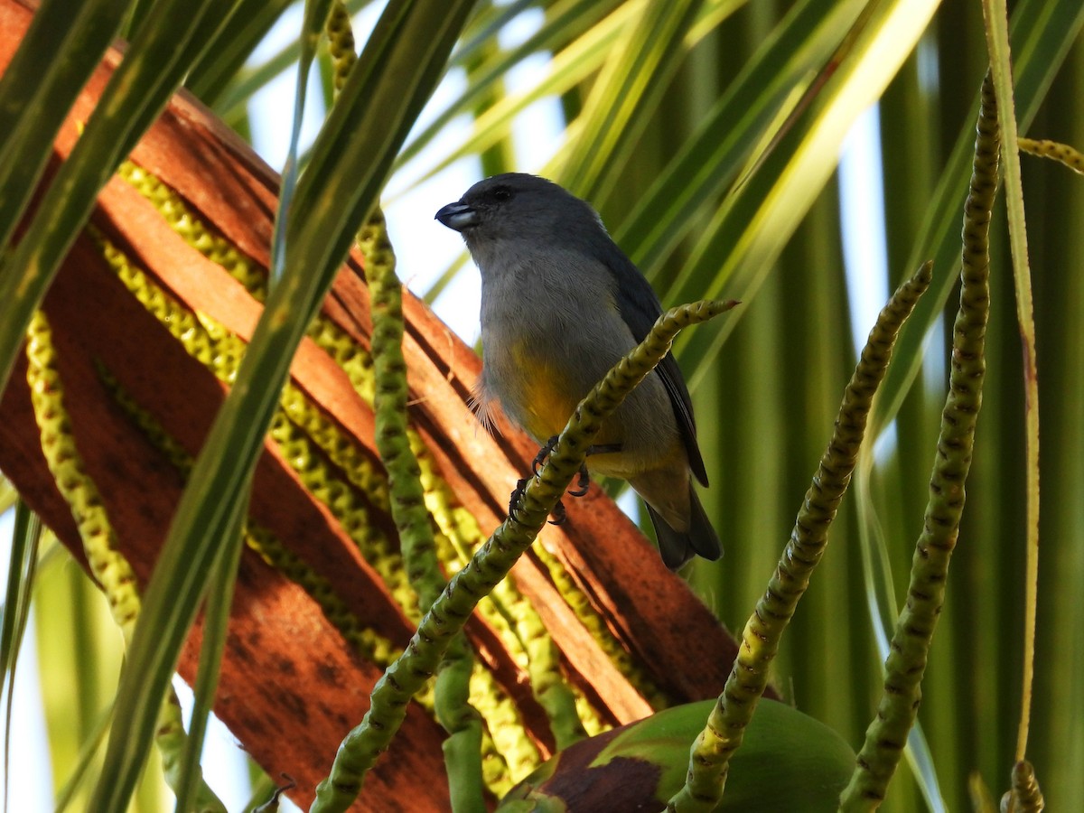 Jamaican Euphonia - ML187564521