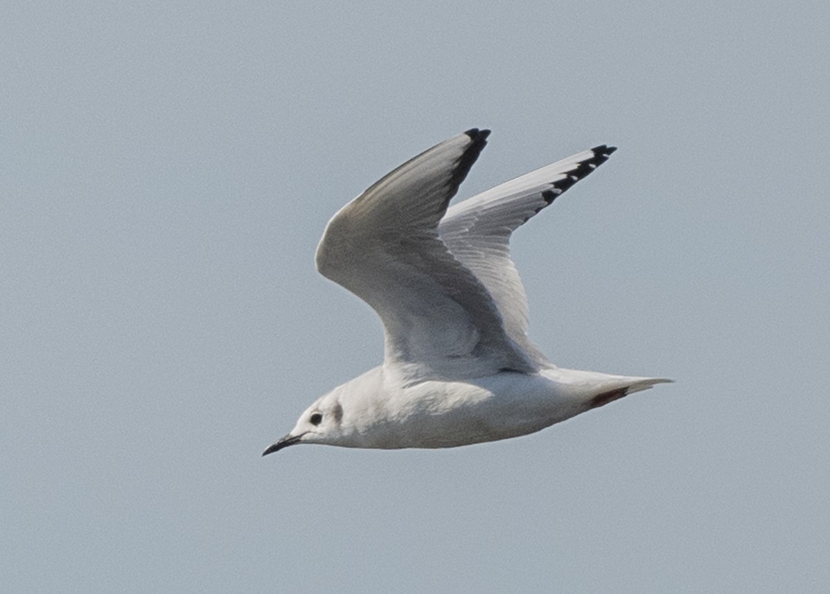 Bonaparte's Gull - ML187564691