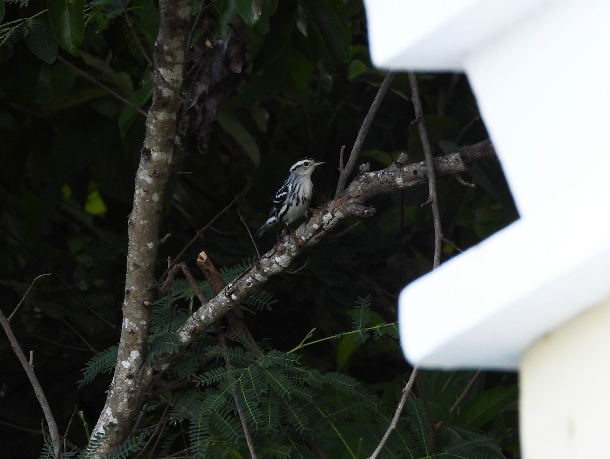 Black-and-white Warbler - Mourad Jabra