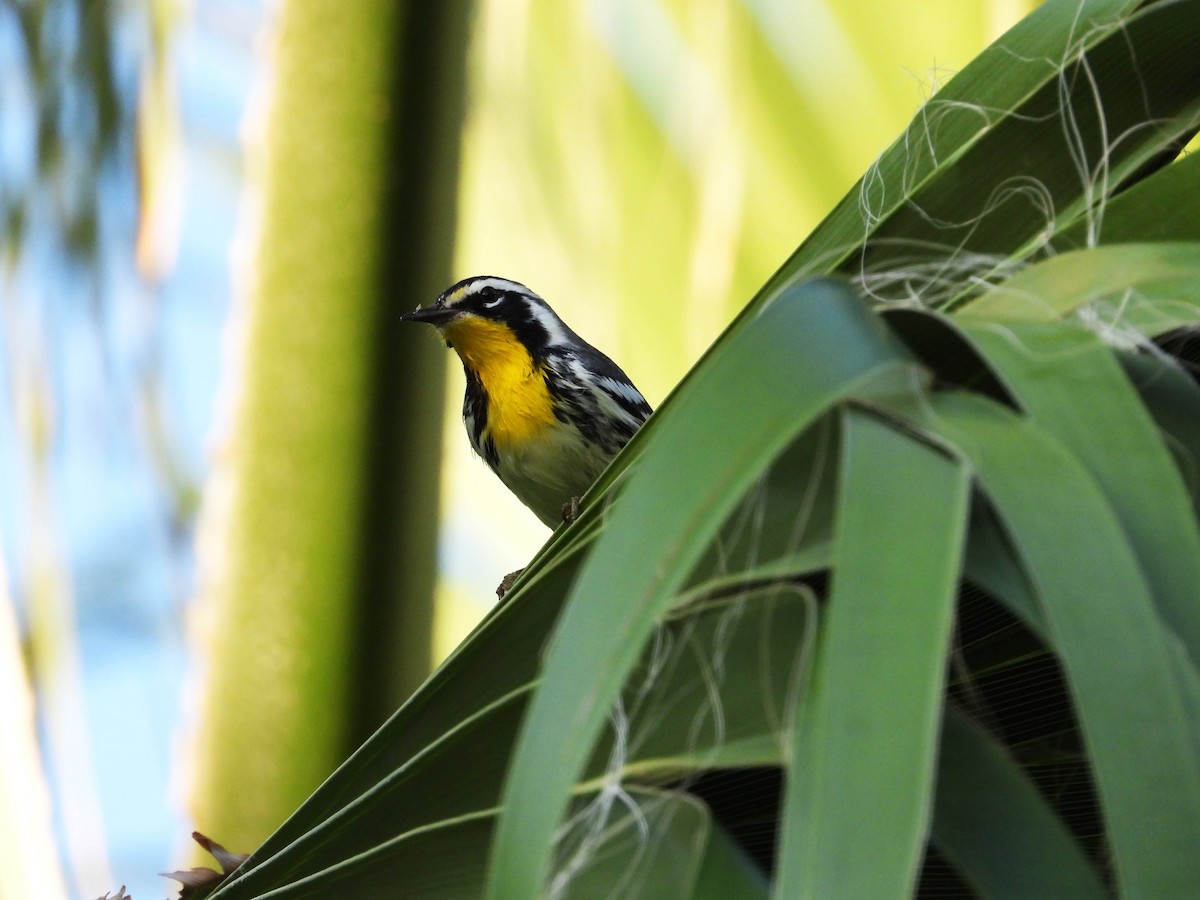 Yellow-throated Warbler - ML187565481