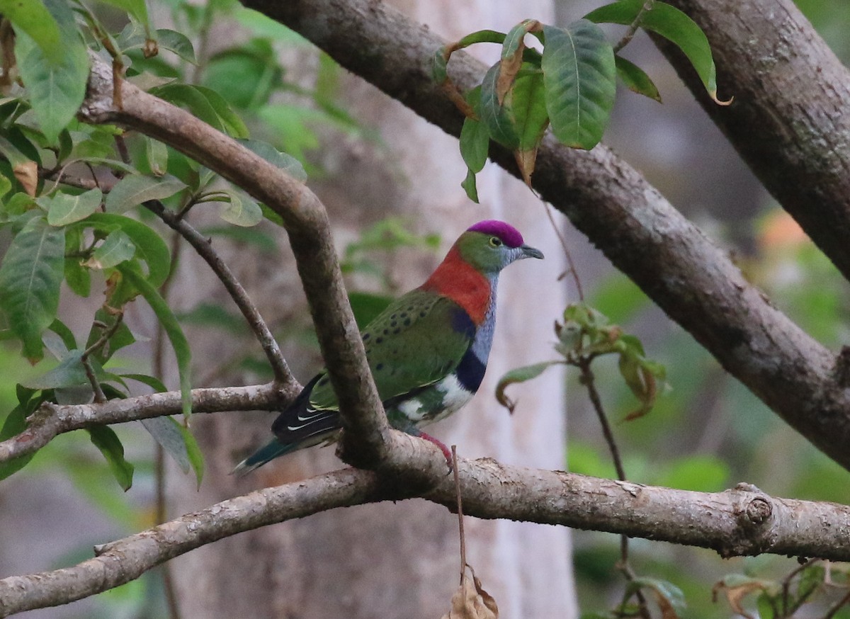 Superb Fruit-Dove - ML187567331