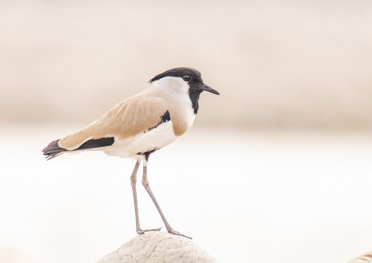 River Lapwing - ML187569171