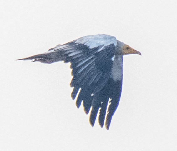 Egyptian Vulture - Dr. Pankaj Chibber