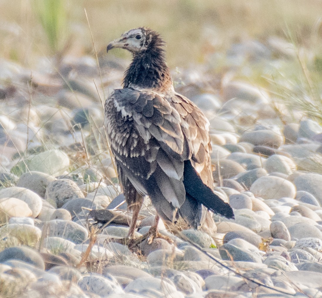 Egyptian Vulture - ML187569601