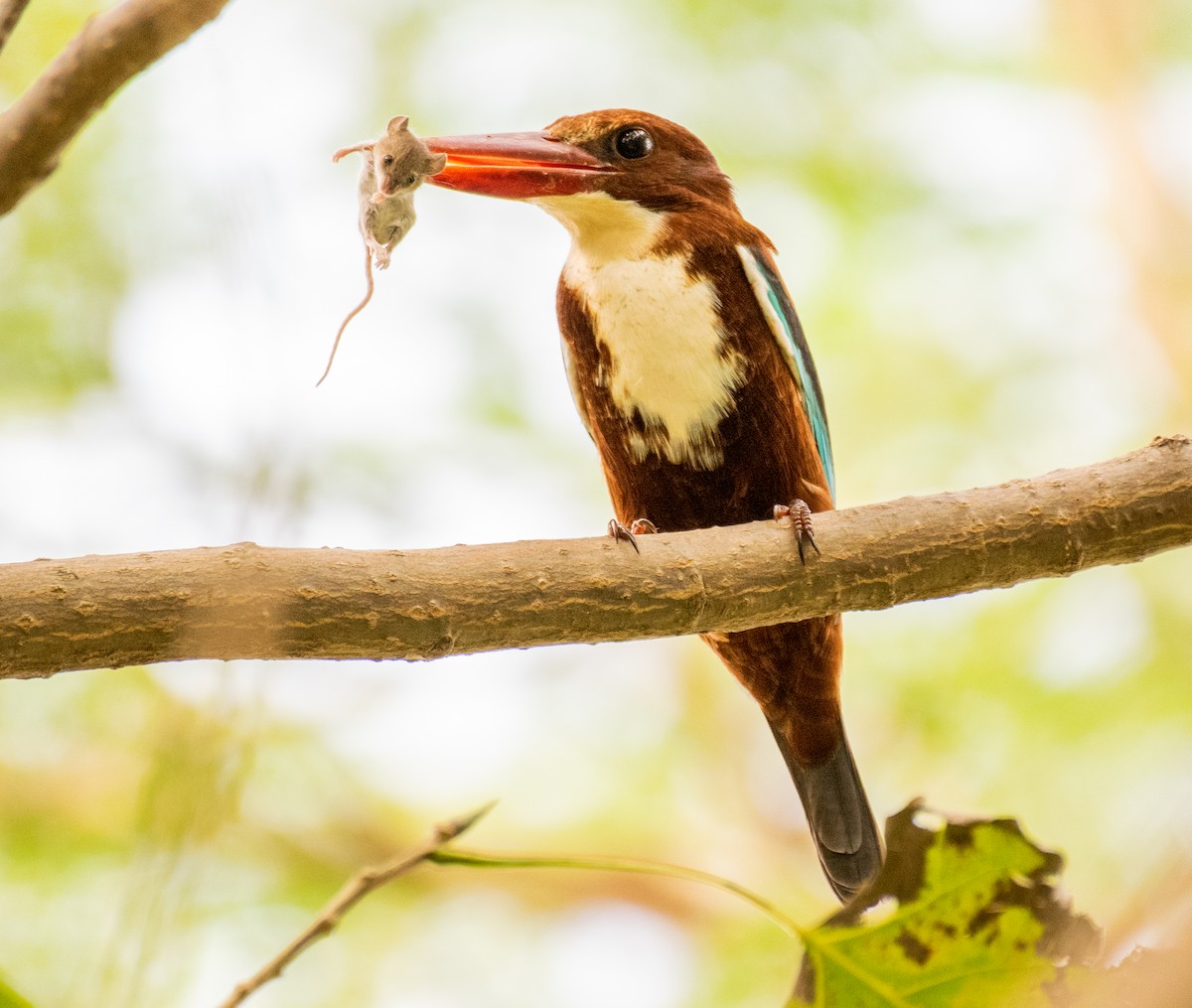 White-throated Kingfisher - ML187571451