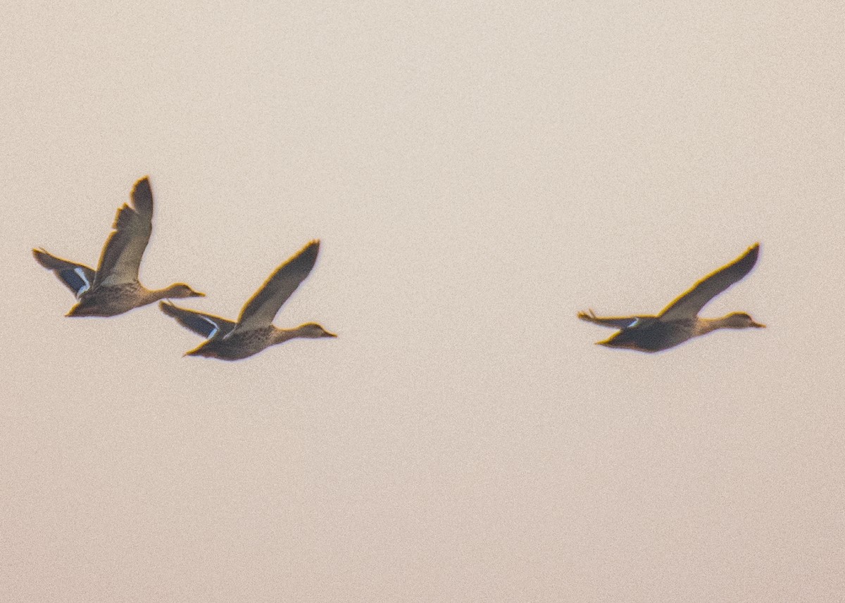 Indian Spot-billed Duck - ML187572431