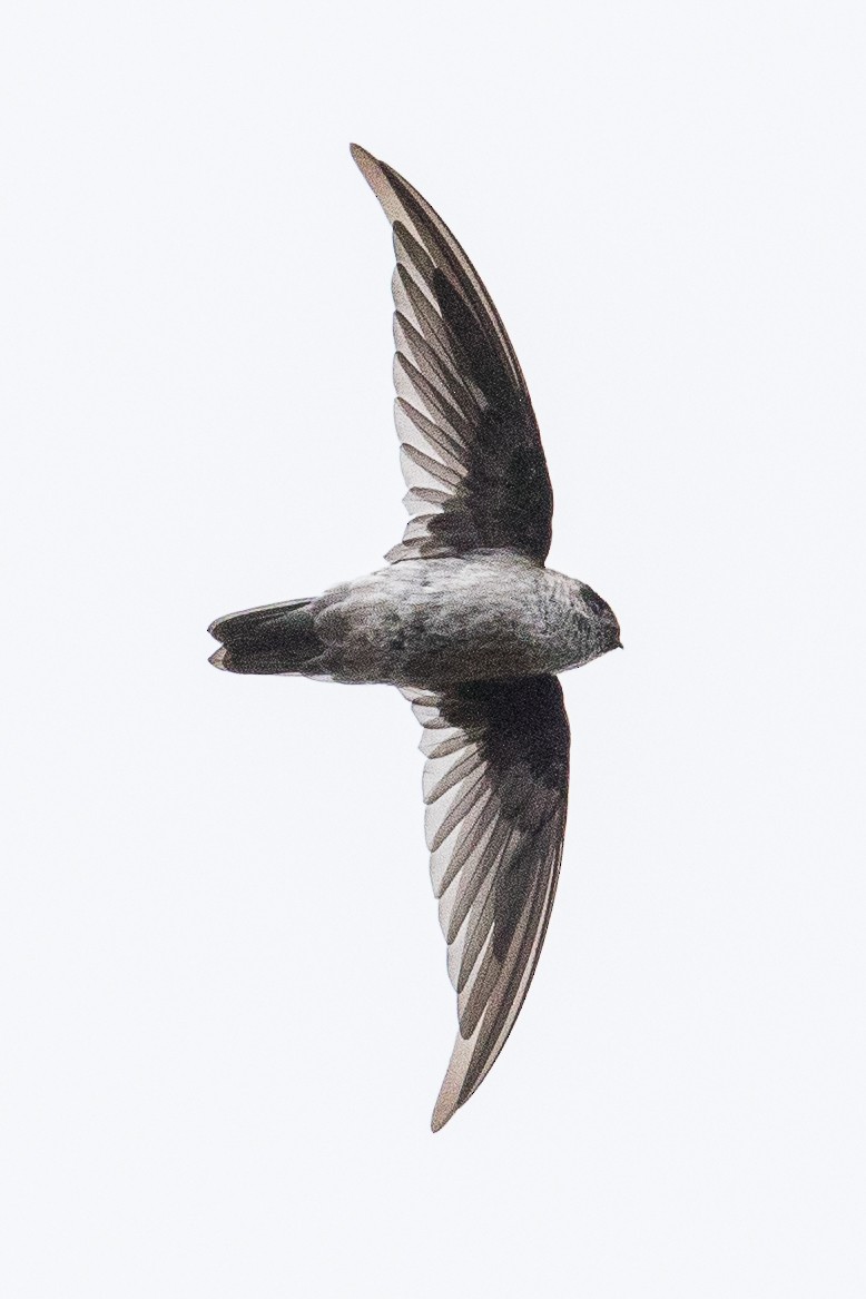 Mountain Swiftlet - Eric VanderWerf