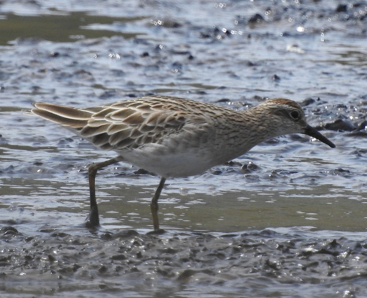 Sharp-tailed Sandpiper - ML187573461