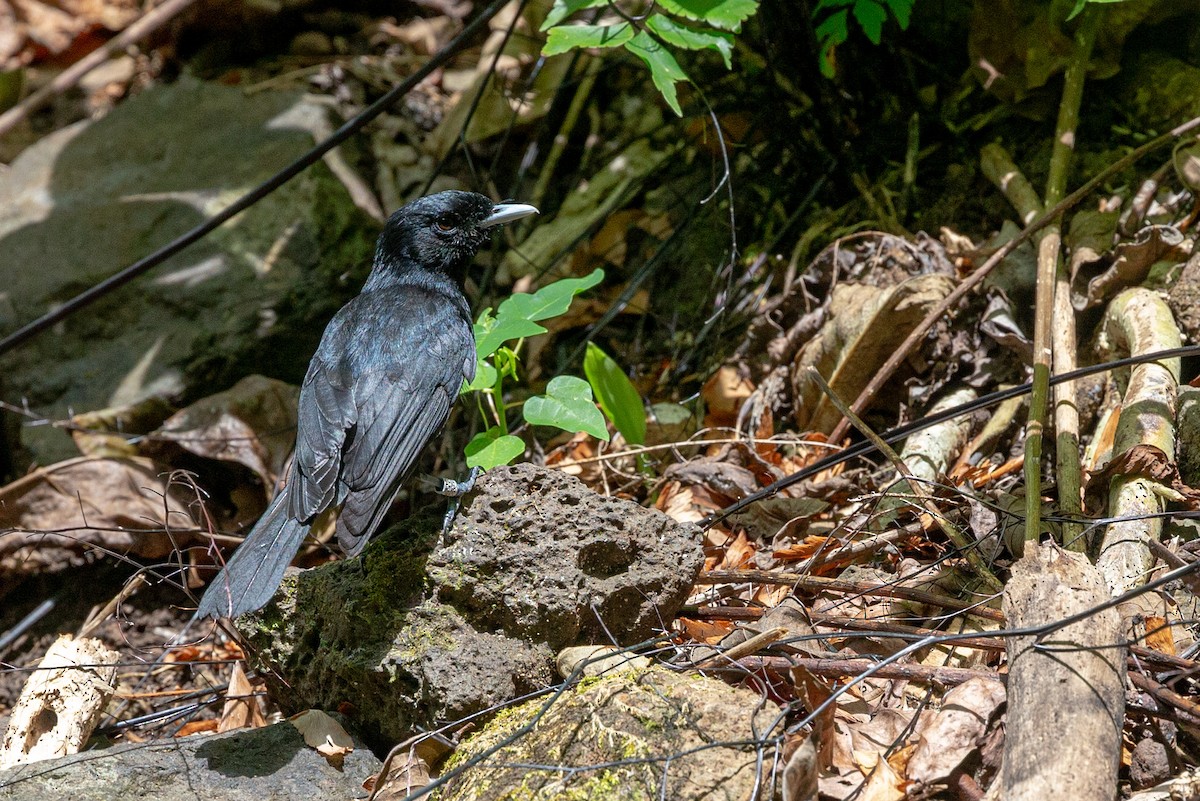 Tahiti Monarch - Robert Tizard