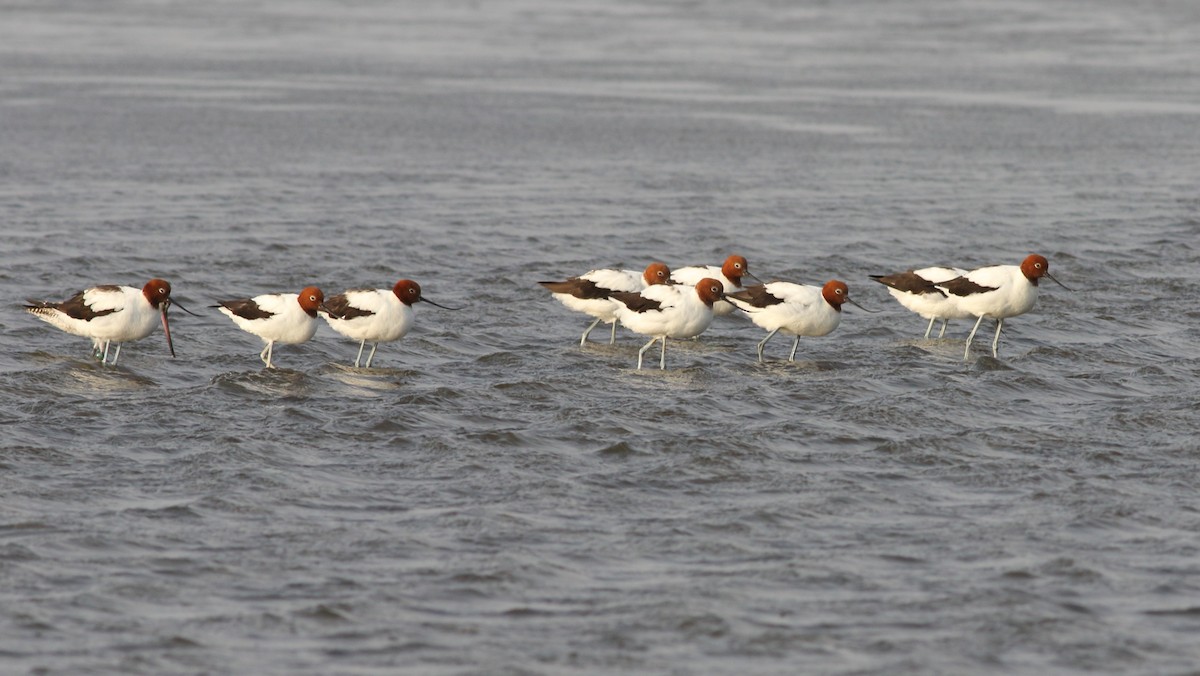 Red-necked Avocet - ML187574801