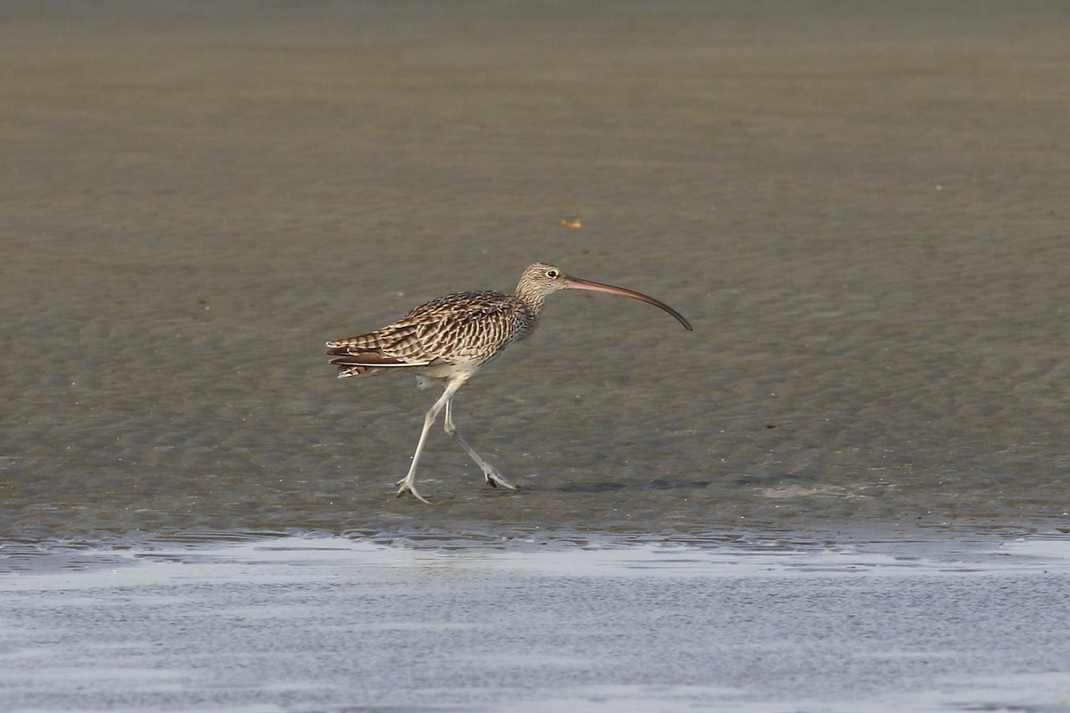 Far Eastern Curlew - ML187574871