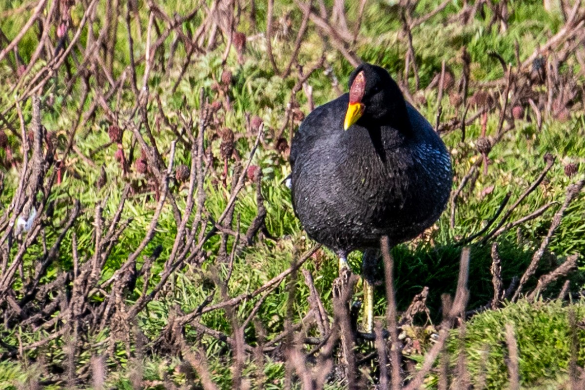 Foulque à front rouge - ML187575131