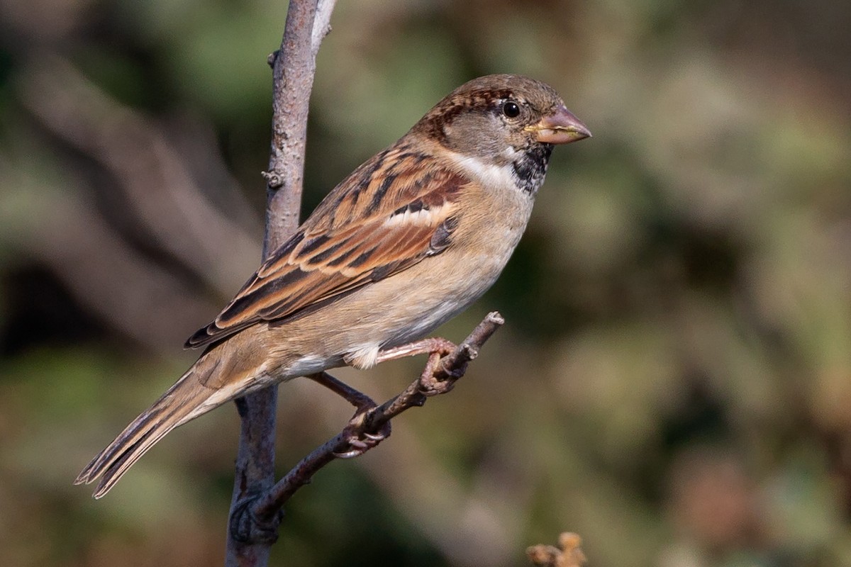 House Sparrow - ML187575381