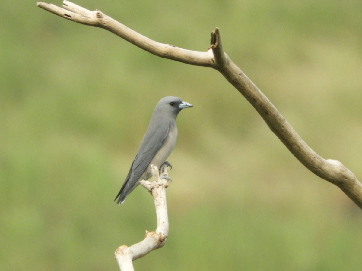 Ashy Woodswallow - ML187575421