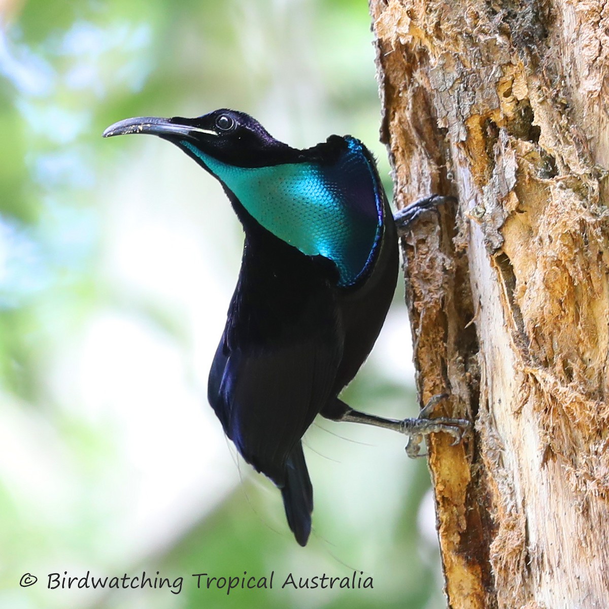 Magnificent Riflebird - ML187575711