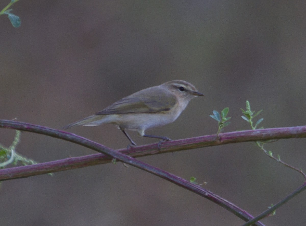 Mosquitero Común - ML187575921