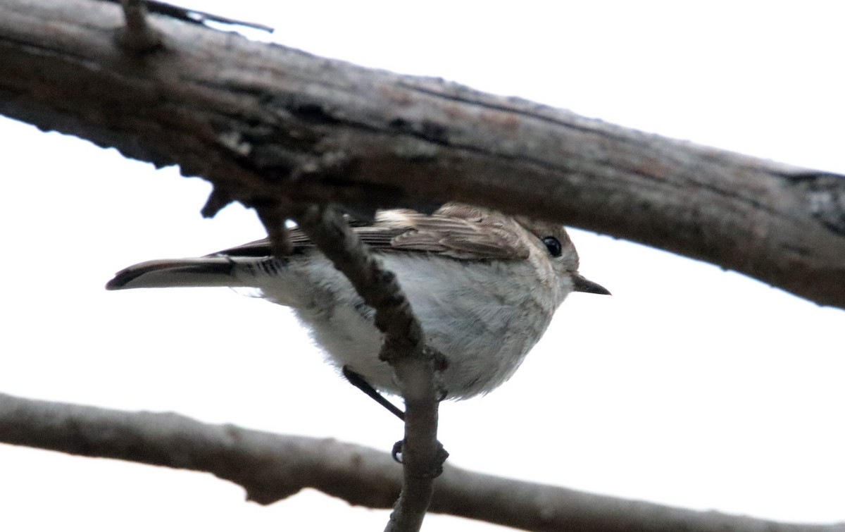 Red-capped Robin - ML187579601