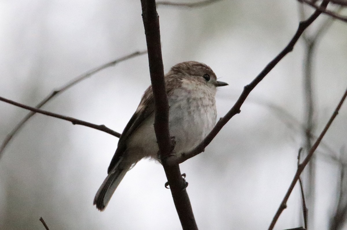 Red-capped Robin - ML187579611