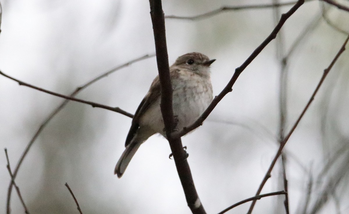 lejsčík rudočelý - ML187579621