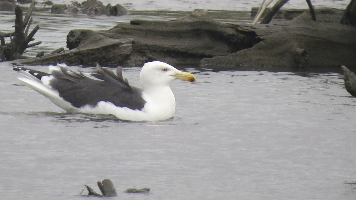 Great Black-backed Gull - Govind Kumar