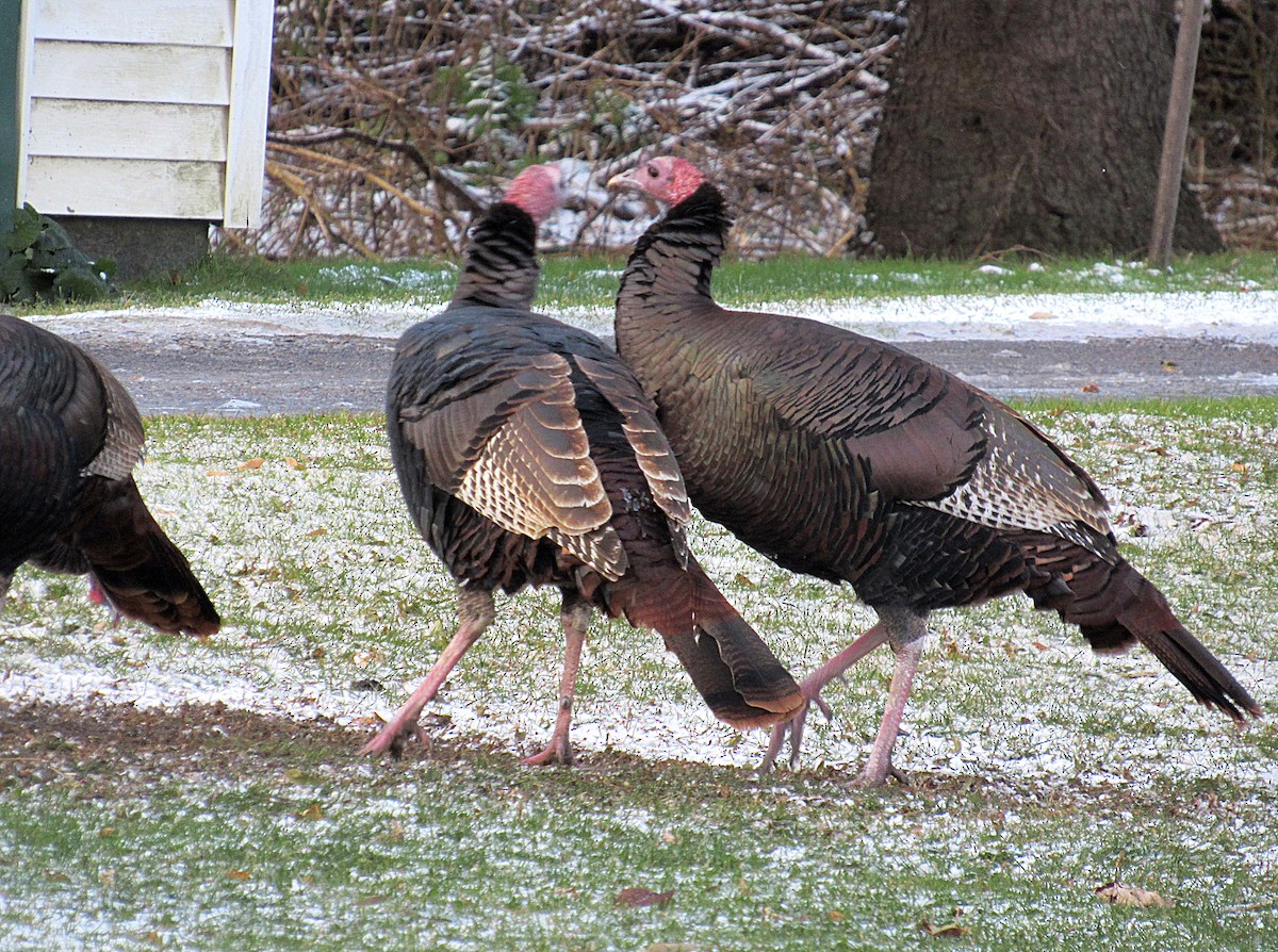 Wild Turkey - Marianne Friers