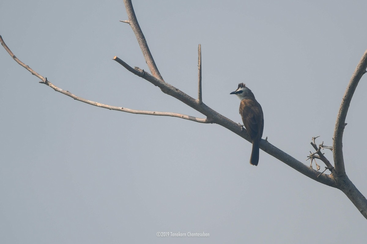 Yellow-vented Bulbul - ML187580901