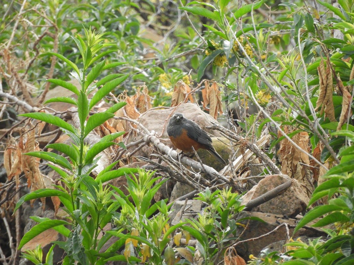 Rufous-bellied Mountain Tanager - Tomas  Calahuma