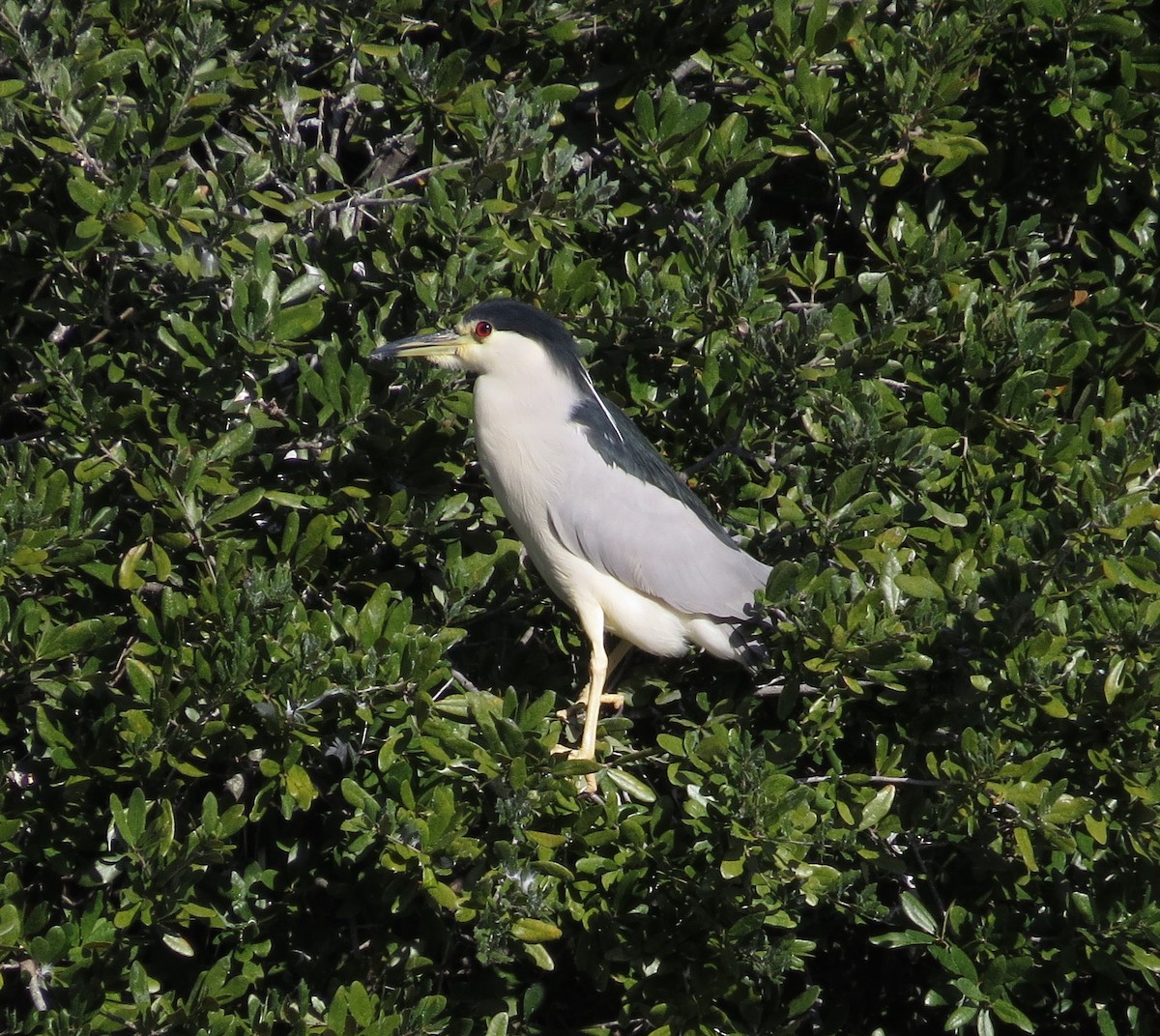 Black-crowned Night Heron - ML187583501