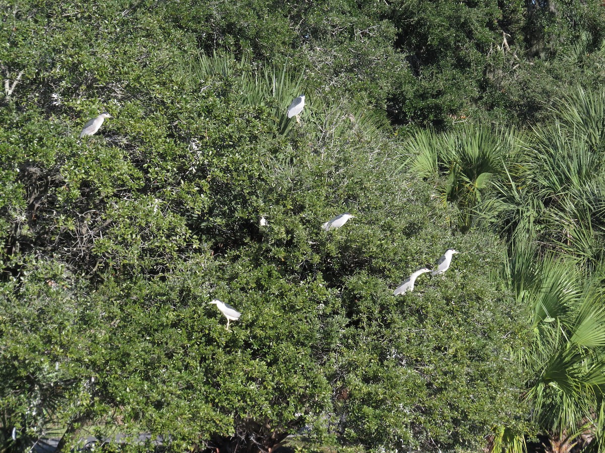 Black-crowned Night Heron - ML187583581