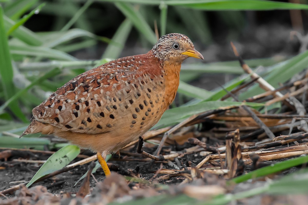 Yellow-legged Buttonquail - ML187584341