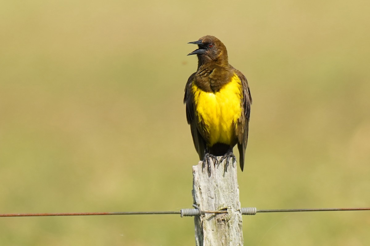 Brown-and-yellow Marshbird - ML187584901