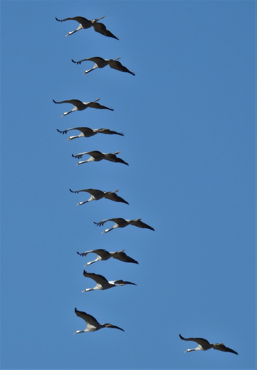 Common Crane - Cesar Clemente