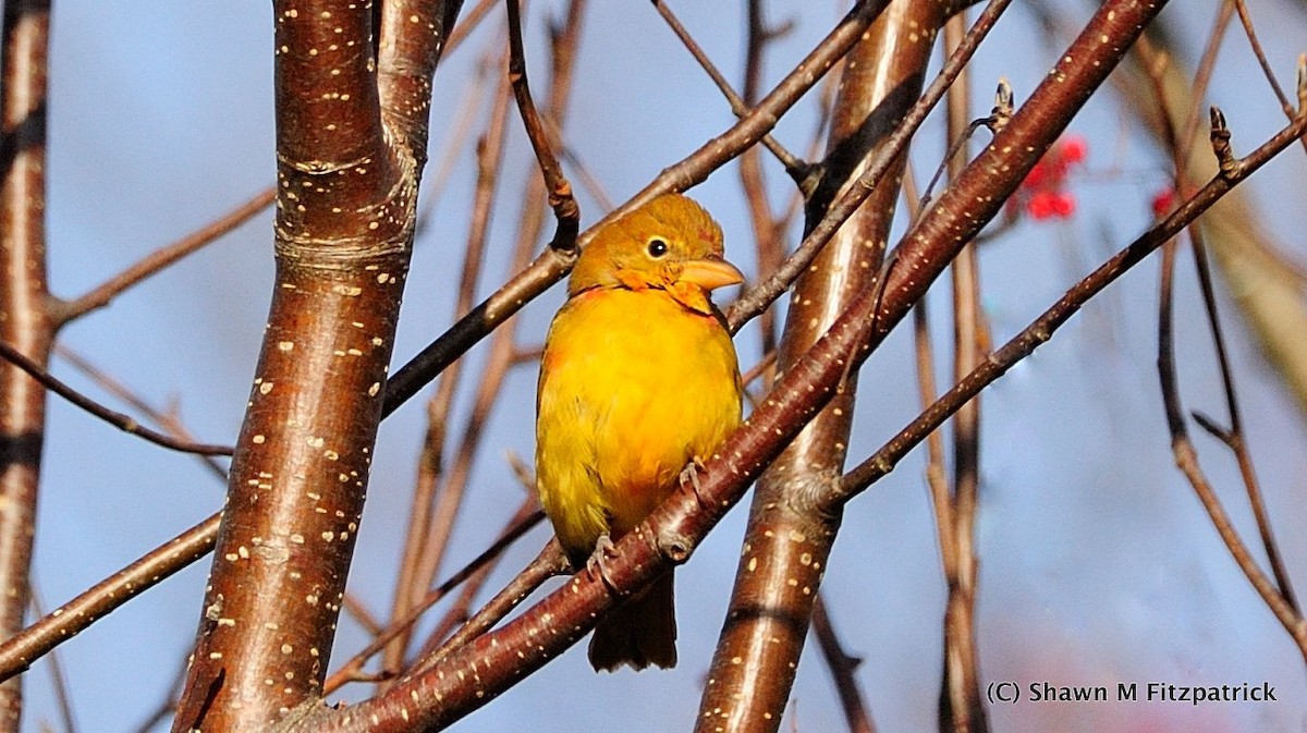 Summer Tanager - ML187588061