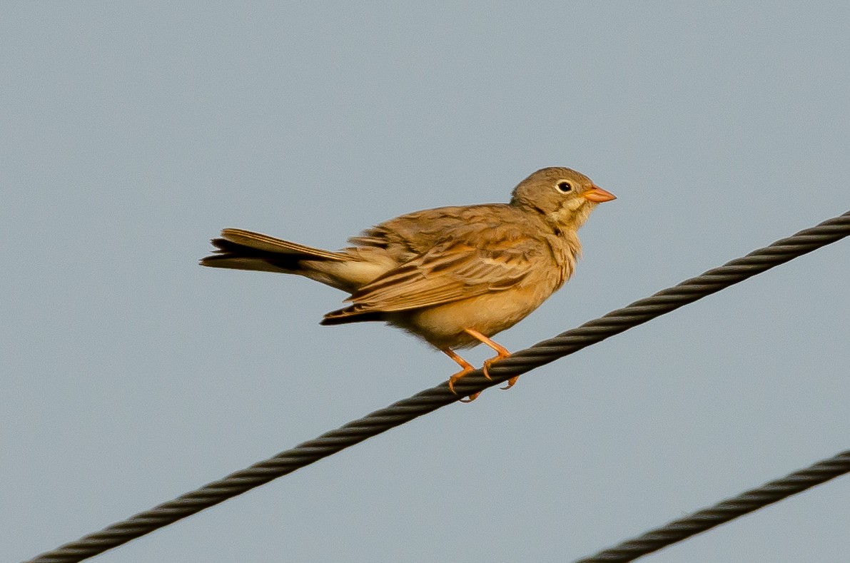 Gray-necked Bunting - ML187588961