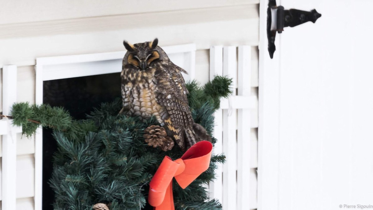 Long-eared Owl - ML187590311