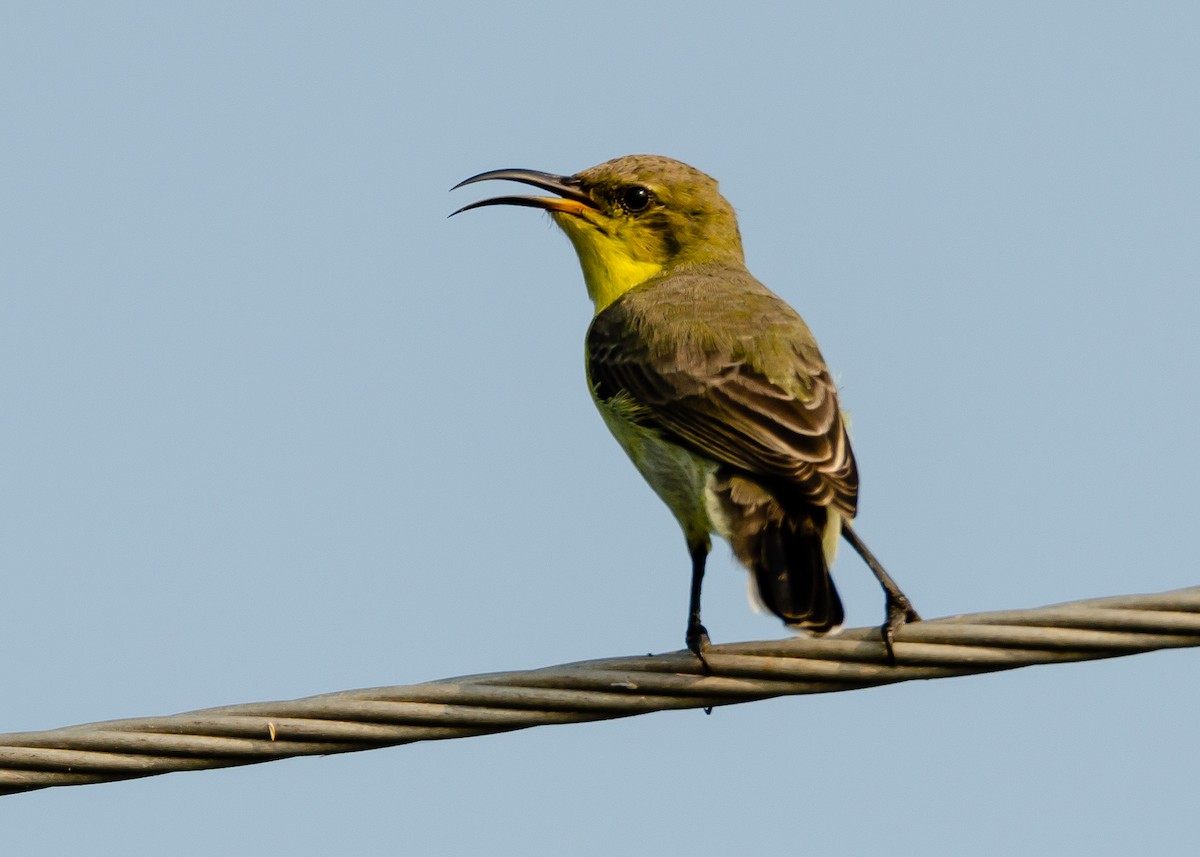 Purple Sunbird - Ramesh Desai