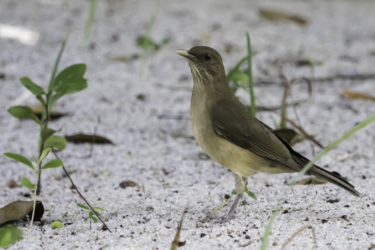 Clay-colored Thrush - ML187590821