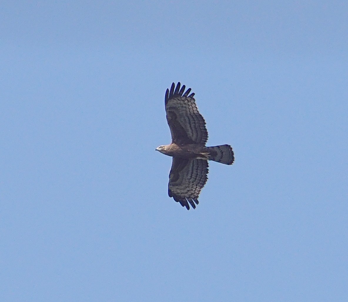 Oriental Honey-buzzard - ML187591101