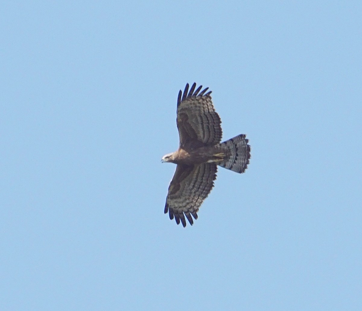 Oriental Honey-buzzard - ML187591111